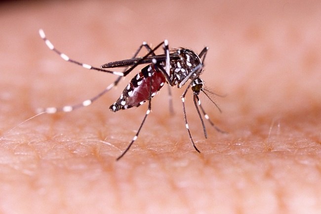 Nyamuk Aedes Aegypti Penyebab Demam Berdarah