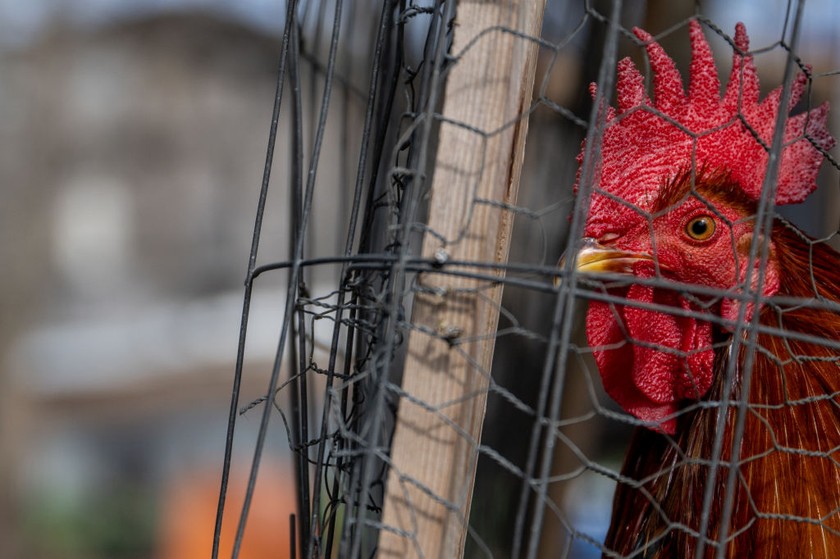  Indonesia Waspada! China Kembali Laporkan Kasus Flu Burung pada Manusia
